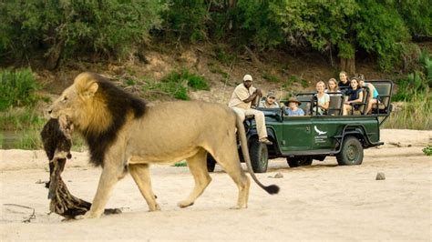 Sabi Sands Game Reserve Special Offers Kruger National Park Lodges