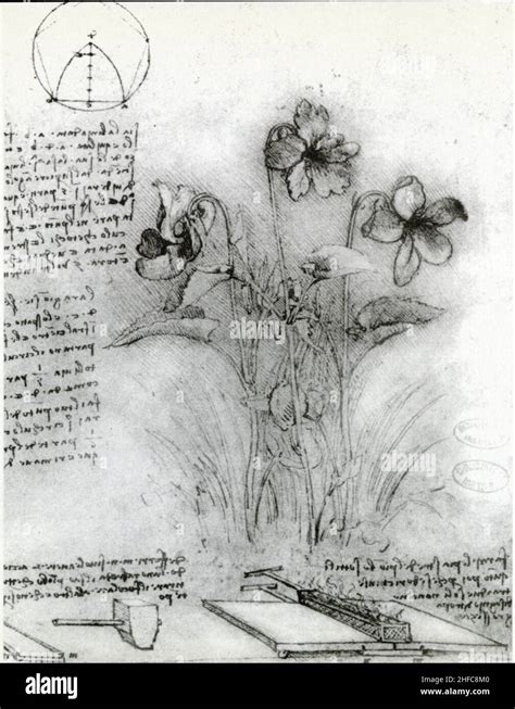 Leonardo Da Vinci Study Of Violets And Welding Methods Circa 1487