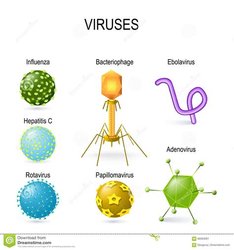 Certest norovirus one step card test is a coloured chromatographic immunoassay for the certest norovirus card test offers a simple and a highly sensitive screening assay to make a presumptive. Olika former av virus vektor illustrationer. Illustration ...