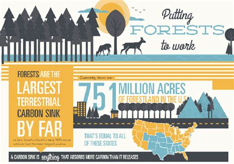 Infographic How Americas Forests Can Help To Reduce Our Carbon Footprint