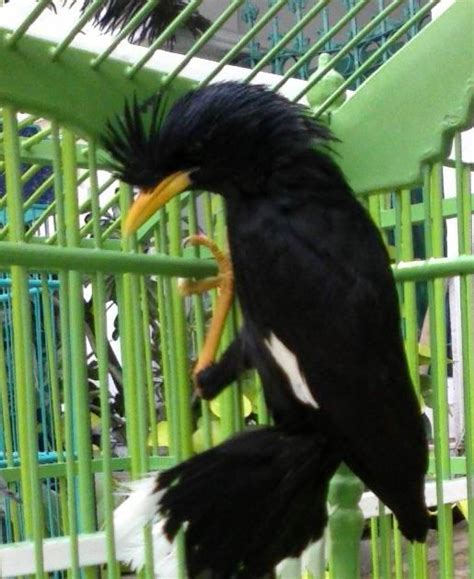 Sedangkan untuk burung jalak kebo betina adalah memiliki bulu yang berwarna hitam di bagian sayap dan kepala yang cenderung memudar. Download Suara Burung: Jalak Kebo Malaysia
