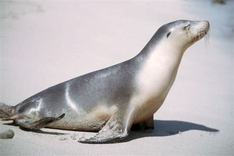 Australian Sea Lion Animales