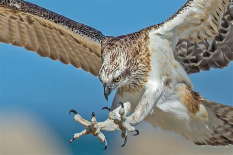 Osprey Swoop An Osprey Swooping Down Talons Out I Messed Flickr