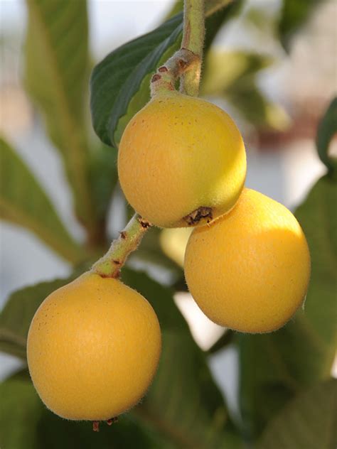 Japanese Loquat Plum Tree Eriobotrya Japonica Urban Perennials