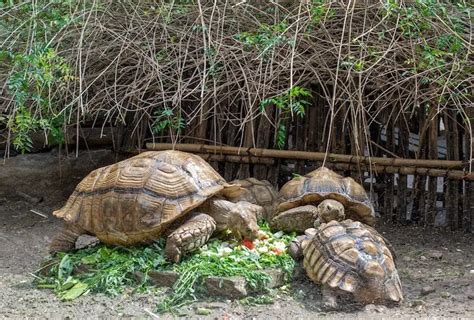 Sulcata Tortoise Care Guide Everything You Need To Know