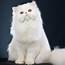 Sweet White Cat  Fluffy Animal Wallpaper Download 2524x2524