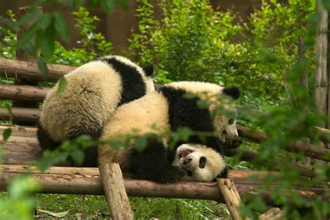 Adorable Wild Giant Pandas No Longer Endangered In China
