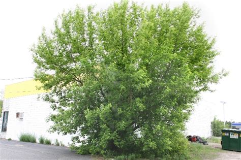 Acer Negundo Ash Leaved Maple Boxelder Go Botany