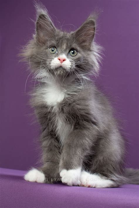 Blue Maine Coon Kittens