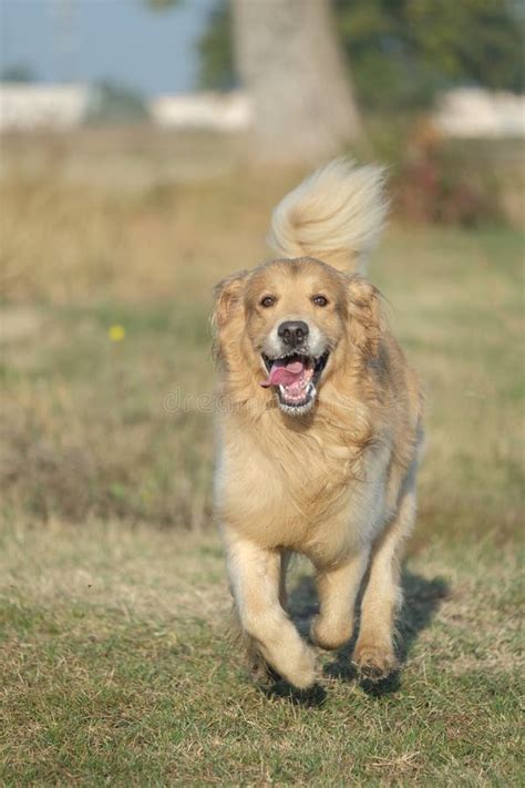 An Adult Golden Retriever Dog Runs In An Open Field With Green Grass