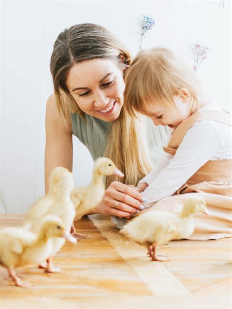 Ducks As Indoor Pets Tips And Tricks Farmhouse Guide