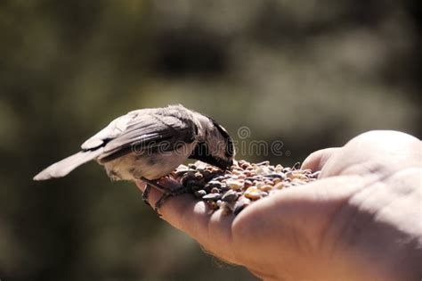 Feeding Wild Bird By Hand Stock Image Image Of Sunlight 17328623