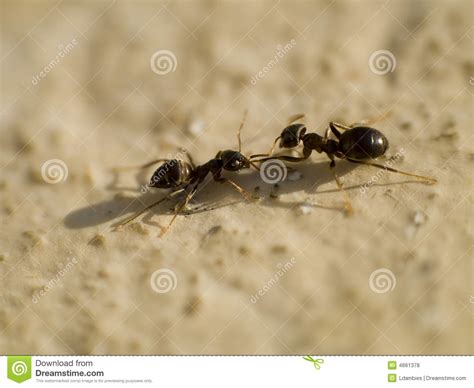 Duas Formigas Foto De Stock Imagem De Nave Inseto Rainha 4661378