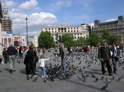Understanding the signs and symptoms of the avian flu is important for immediate treatment to take place. Feeding pigeons | ..or "Bird flu, anyone?" In Trafalgar ...