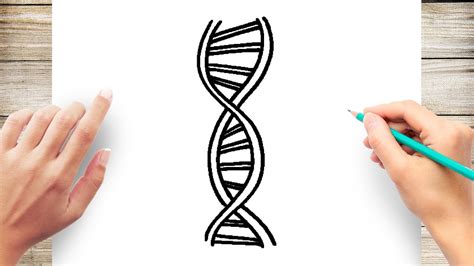 How To Draw Dna How To Draw Dna Really Easy Drawing Tutorial Dna