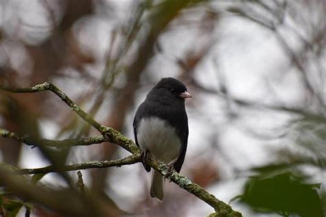 Small Black Birds With White Belly A Close Up To The Birds World