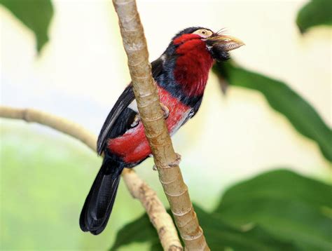 Tropical Bird Photograph By Judy Latimer