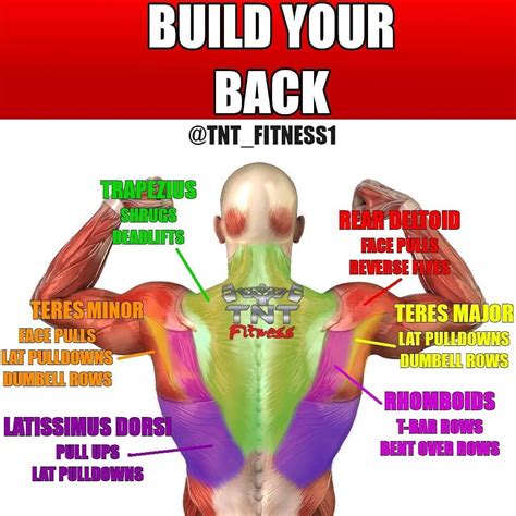 Build Your Back By Tntfitness1 There Are Several Individual