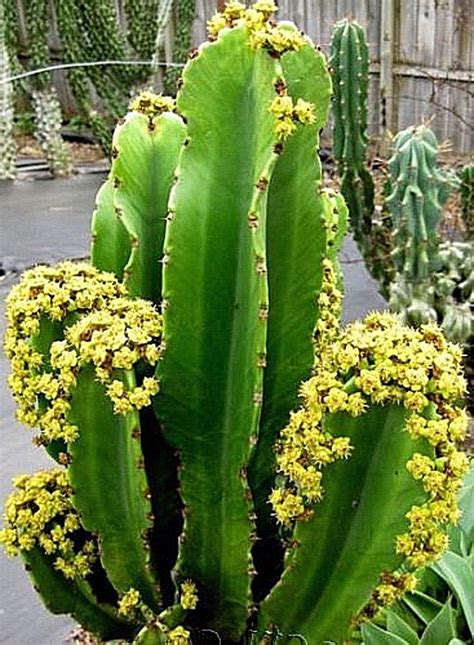 5 X Euphorbia Ingens Seeds Cactus Succulent Plant Garden House New