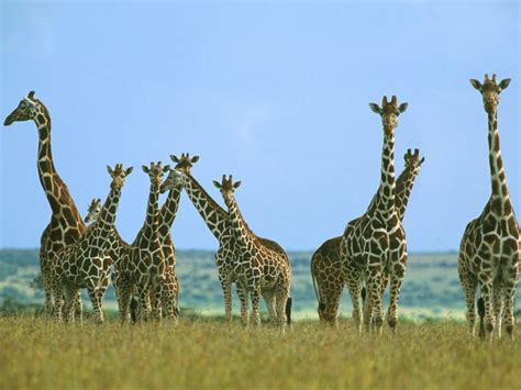 Hd Giraffe Backgrounds Pixelstalknet