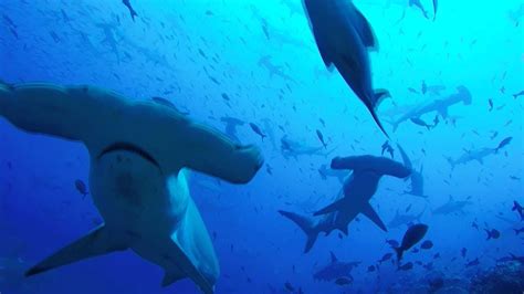 Flurry Of Hammerhead Sharks Swim Peacefully Above Diver Youtube