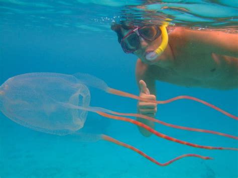 Box Jellyfish Facts For Kids Learn Everything About Box Jellyfish