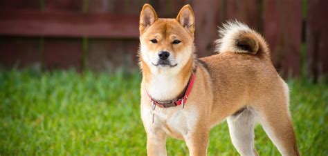 What You Need To Know About Your Shiba Inu