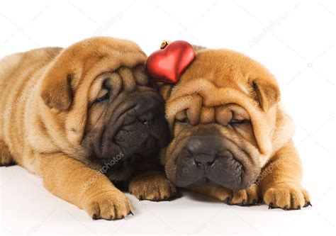 Two Sharpei Puppies In Love — Stock Photo © Nejron 4903119