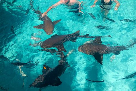 Swimming With Sharks Exuma 5 Things To Know