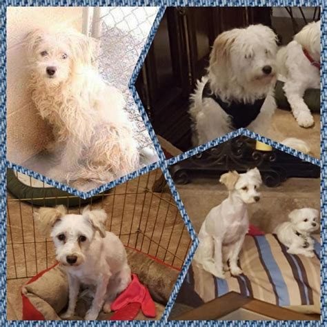 Последние твиты от rescue puppy (@rescuepuppy). Arizona Small Dog Rescue nonprofit in Phoenix, AZ ...