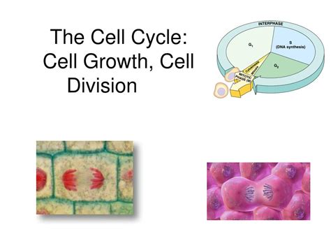 Cell Growth And Division Slidesharedocs