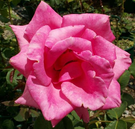 Long Stemmed Rose Hybrid Tea Princess Margaret 175mm Pot Dawsons
