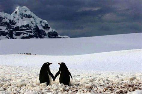 Soulmate penguin love quotes / penguins | penguin love, penguin love quotes, penguin quotes. Pin by Amal Nassir on Straight to the heart | Words ...