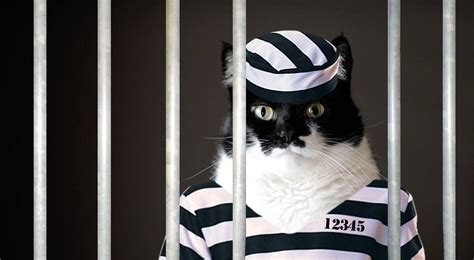 Jail Bird I Mean Cat Cats Cats And Kittens Kittens