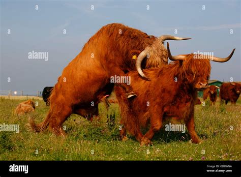 Bulls And Cows Mating