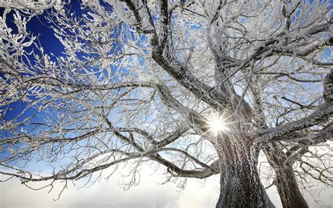 Download Winter Tree Wallpaper Gallery