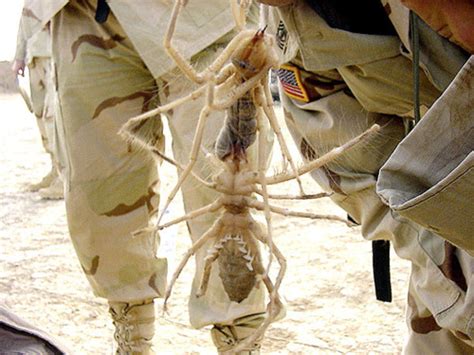 One solider spent three months in hospital after being bitten by a camel spider while on duty in iraq. BOODANG ... iG: Gerald.B — Giant Camel Spider