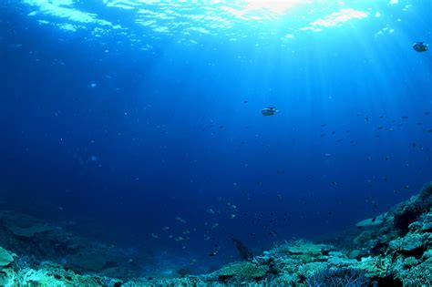 Major Facts About The Open Ocean Ecosystem Sciencing