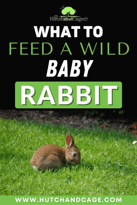 What To Feed A Wild Baby Rabbit Hutch And Cage
