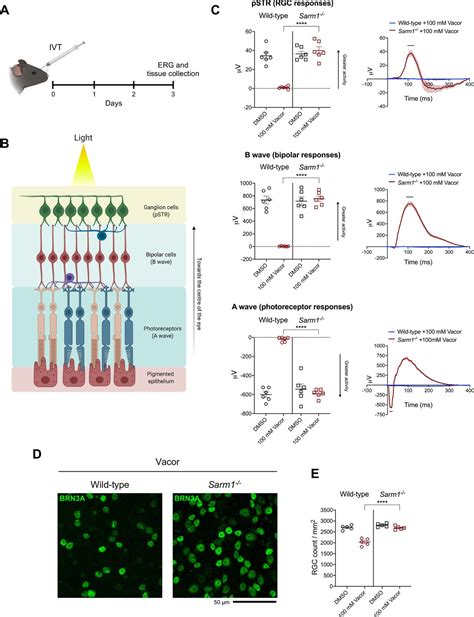 Neurotoxin Mediated Potent Activation Of The Axon Degeneration