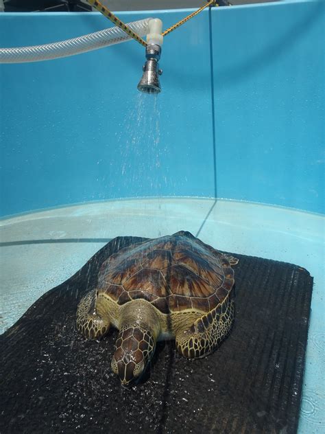 Daisy Gets Some Calories The Turtle Hospital Rescue Rehab Release