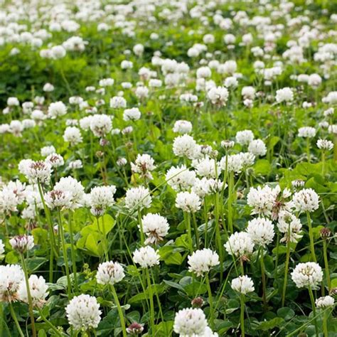 2000 Pcs Organic White Clover Seeds Trifolium Repens Great Etsy New