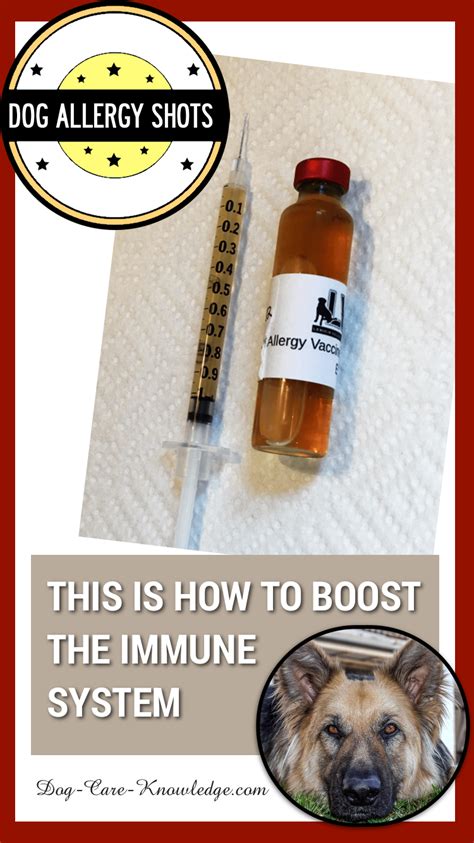 Allergy Shots For Dogs This Is How To Boost The Immune System