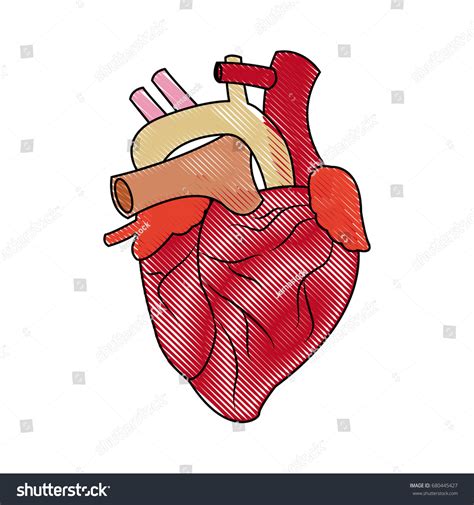 Human Heart Medical Anatomical Artery Stock Vector Royalty Free