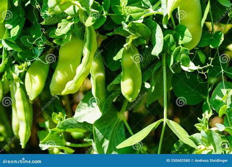 Peas Pisum Sativum Stock Photo Image Of Grain Leaf 250602580
