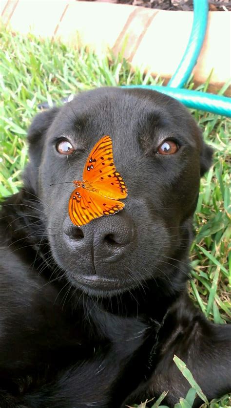 Lab And Butterfly Animal Noses Dog Nose Cute Dogs