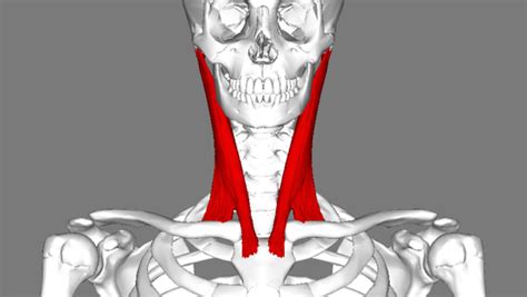 Sternocleidomastoid Muscle Scm Muscle The Yoga Space