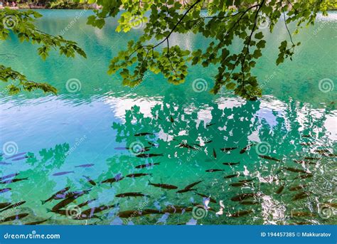 Fish In The Plitvice Lakes Oak Branches Above The Water Stock Image