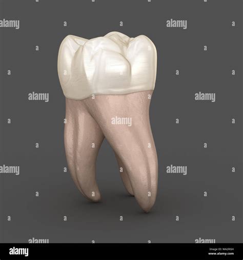 Dental Anatomy First Maxillary Molar Tooth Medically Accurate Dental