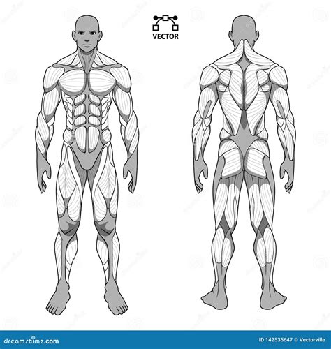 Science Education Male Muscle Diagram Poster Industrial And Scientific